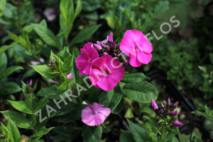 Plamenka latnatá 'Adessa Compact Cherry Rose' - Phlox paniculata 'Adessa Compact Cherry Rose'