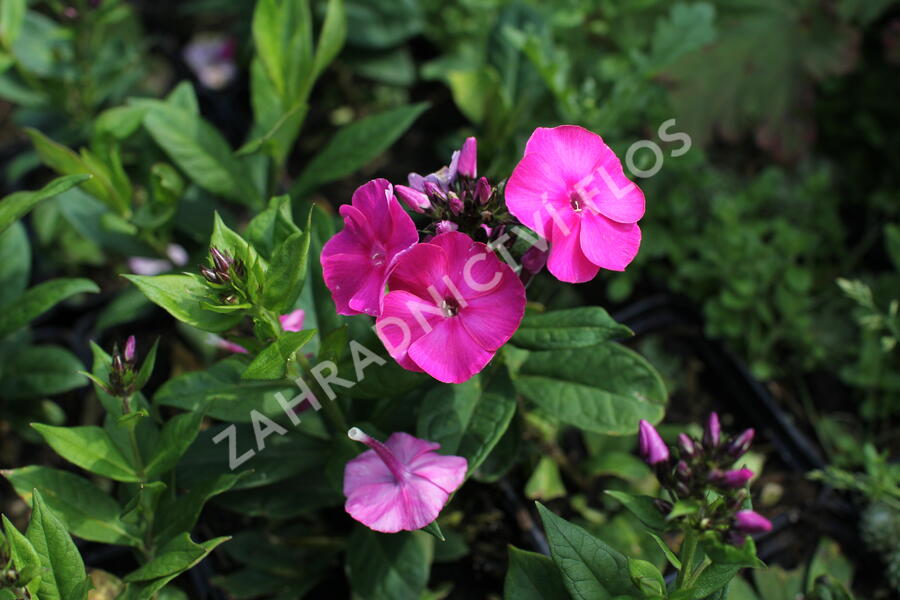 Plamenka latnatá 'Adessa Compact Cherry Rose' - Phlox paniculata 'Adessa Compact Cherry Rose'