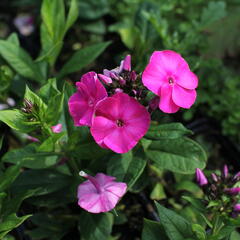 Plamenka latnatá 'Adessa Compact Cherry Rose' - Phlox paniculata 'Adessa Compact Cherry Rose'