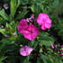 Phlox paniculata 'Adessa Compact Cherry Rose'.JPG