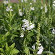 Včelník virginský 'Crystal Peak White' - Physostegia virginiana 'Crystal Peak White'