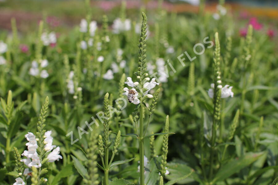 Včelník virginský 'Crystal Peak White' - Physostegia virginiana 'Crystal Peak White'