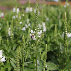 Včelník virginský 'Crystal Peak White' - Physostegia virginiana 'Crystal Peak White'