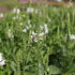 Physostegia virginiana 'Crystal Peak White'.JPG