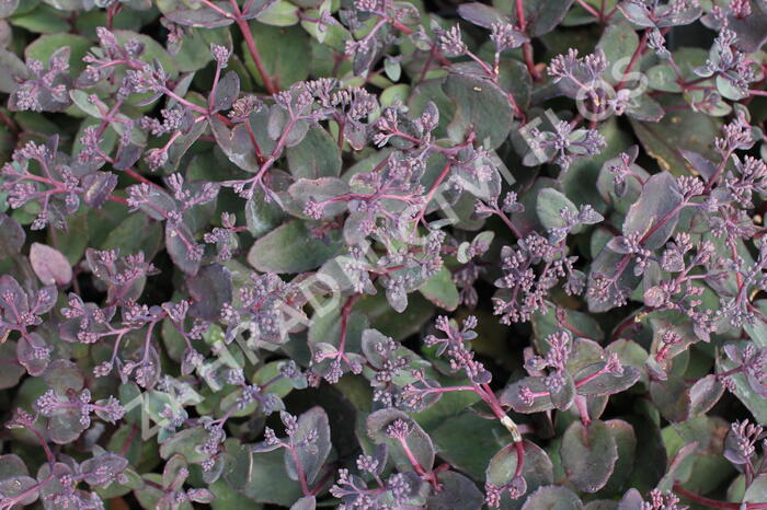 Rozchodník nachový 'Picoletee' - Sedum telephium 'Picolette'