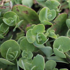 Rozchodník nachový 'Pillow Talk' - Sedum telephium 'Pillow Talk'