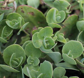 Rozchodník nachový 'Pillow Talk' - Sedum telephium 'Pillow Talk'