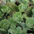 Sedum 'Pillow Talk'.JPG