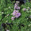 Mateřídouška úzkolistá 'Teracina' - Thymus serpyllum 'Teracina'