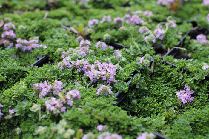 Mateřídouška úzkolistá 'Teracina' - Thymus serpyllum 'Teracina'