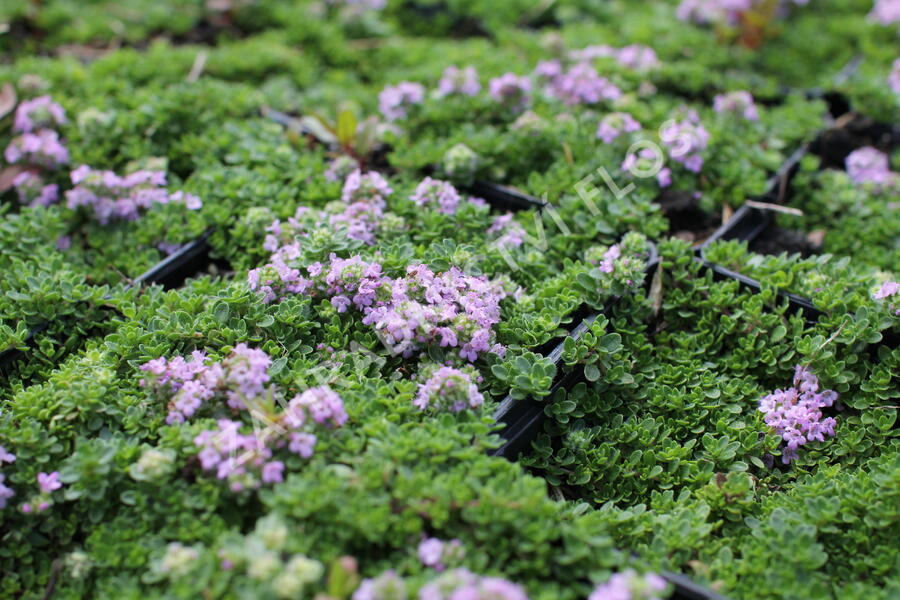 Mateřídouška úzkolistá 'Teracina' - Thymus serpyllum 'Teracina'