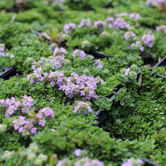 Mateřídouška úzkolistá 'Teracina' - Thymus serpyllum 'Teracina'