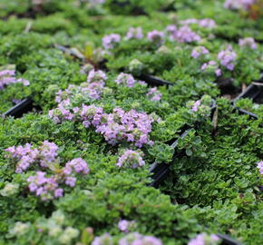 Mateřídouška úzkolistá 'Teracina' - Thymus serpyllum 'Teracina'