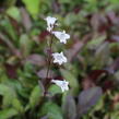 Dračík 'Husker Red Strain' - Penstemon digitalis 'Husker Red Strain'