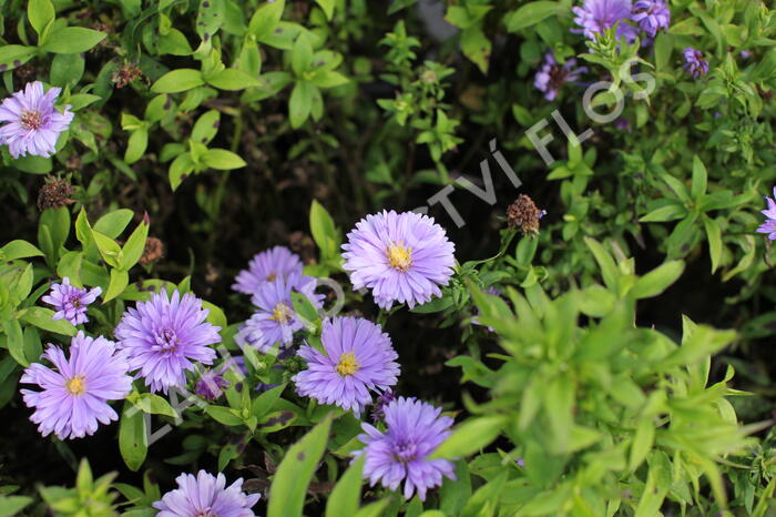 Hvězdnice keříčkovitá 'Island Barbados' - Aster dumosus 'Island Barbados'