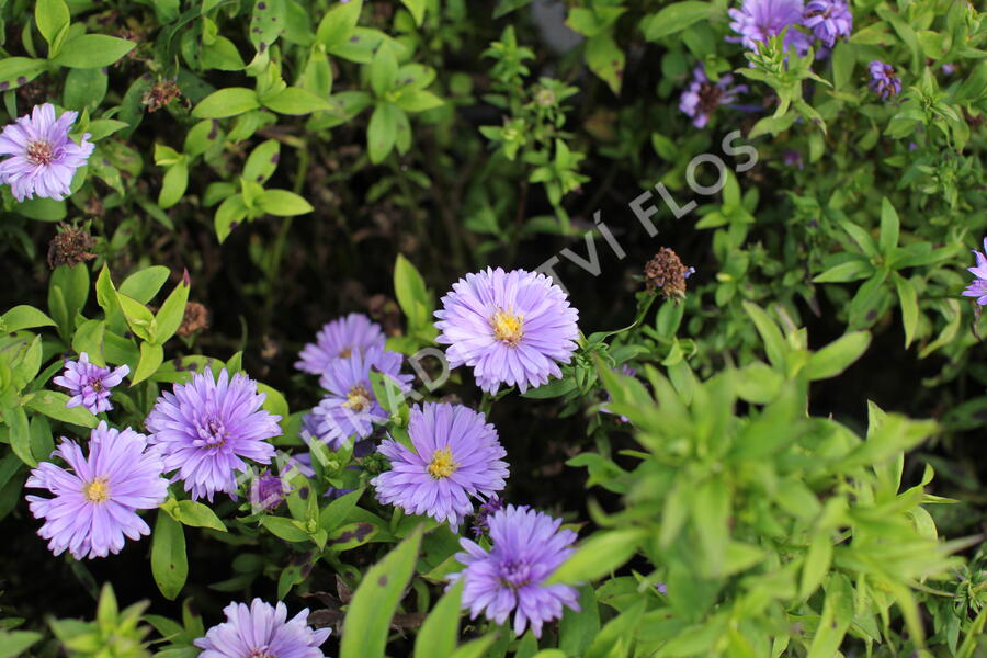 Hvězdnice keříčkovitá 'Island Barbados' - Aster dumosus 'Island Barbados'