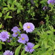 Hvězdnice keříčkovitá 'Island Barbados' - Aster dumosus 'Island Barbados'