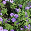 Hvězdnice keříčkovitá 'Island Barbados' - Aster dumosus 'Island Barbados'