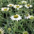 Třapatkovka nachová 'PollyNation White' - Echinacea purpurea 'PollyNation White'