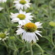 Třapatkovka nachová 'PollyNation White' - Echinacea purpurea 'PollyNation White'