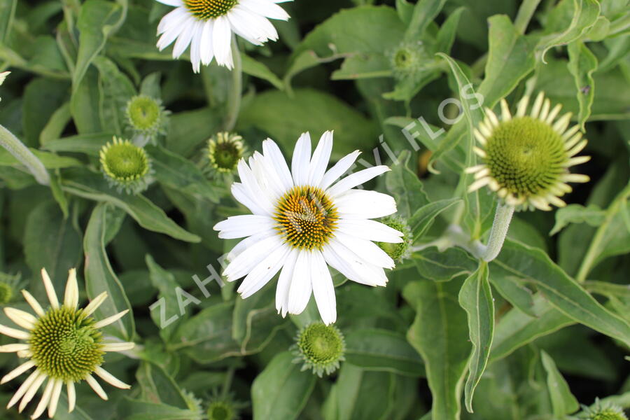 Třapatkovka nachová 'PollyNation White' - Echinacea purpurea 'PollyNation White'