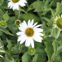 Třapatkovka nachová 'PollyNation White' - Echinacea purpurea 'PollyNation White'