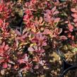 Dřišťál Thunbergův 'Red Compact' - Berberis thunbergii 'Red Compact'