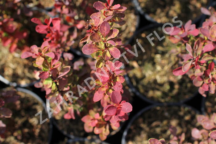 Dřišťál Thunbergův 'Red Compact' - Berberis thunbergii 'Red Compact'