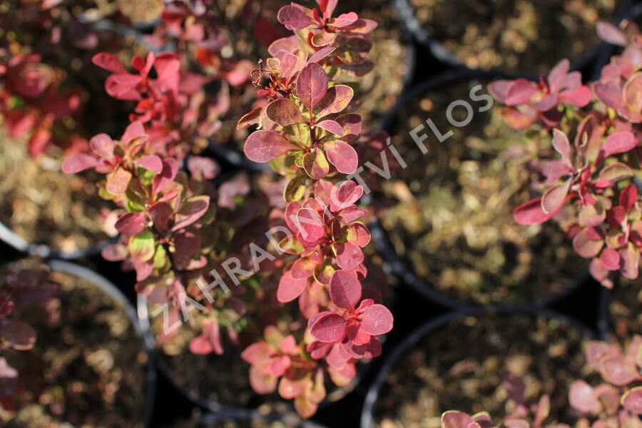 Dřišťál Thunbergův 'Red Compact' - Berberis thunbergii 'Red Compact'