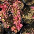 Dřišťál Thunbergův 'Red Compact' - Berberis thunbergii 'Red Compact'