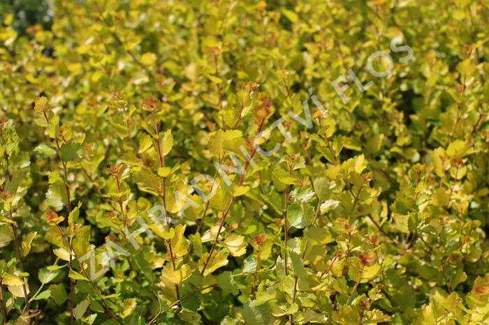 Bříza trpasličí 'Golden Treasure' - Betula nana 'Golden Treasure'