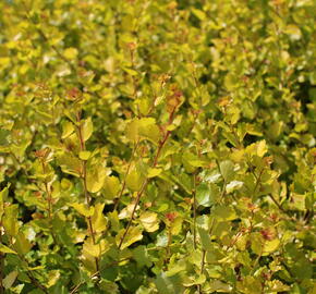 Bříza trpasličí 'Golden Treasure' - Betula nana 'Golden Treasure'