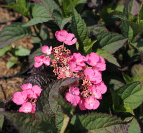 Hortenzie pilovitá 'Daredevil' - Hydrangea serrata 'Daredevil'