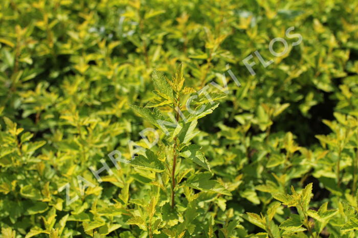 Tavola kalinolistá 'Magical Raspberry Lemonade' - Physocarpus opulifolius 'Magical Raspberry Lemonade'