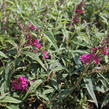 Motýlí keř, Komule Davidova 'Summer Bird Raspberry' - Buddleja davidii 'Summer Bird Raspberry'