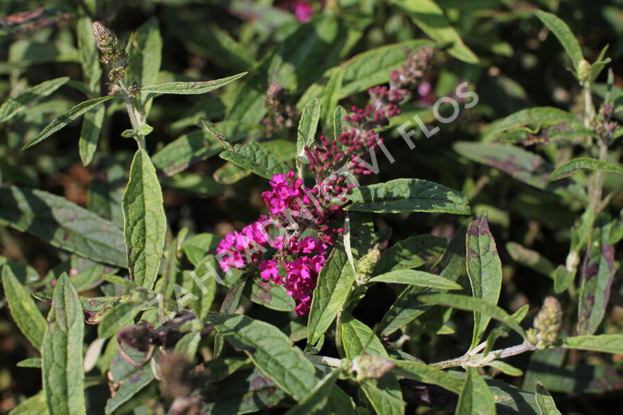 Motýlí keř, Komule Davidova 'Summer Bird Raspberry' - Buddleja davidii 'Summer Bird Raspberry'