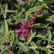 Motýlí keř, Komule Davidova 'Summer Bird Raspberry' - Buddleja davidii 'Summer Bird Raspberry'