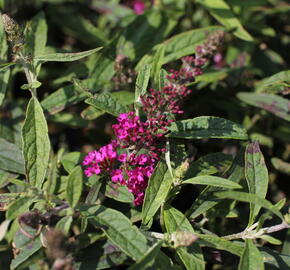 Motýlí keř, Komule Davidova 'Summer Bird Raspberry' - Buddleja davidii 'Summer Bird Raspberry'