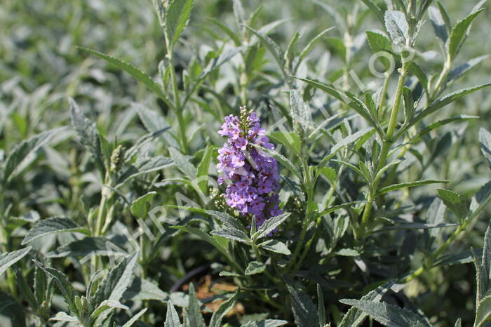 Motýlí keř, Komule Davidova 'Summer Bird Sky Blue' - Buddleja davidii 'Summer Bird Sky Blue'