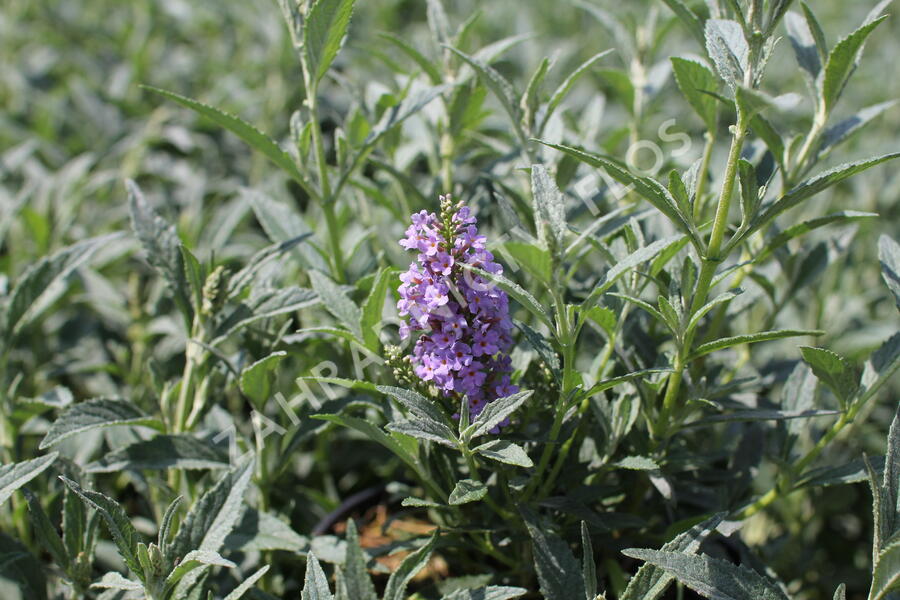 Motýlí keř, Komule Davidova 'Summer Bird Sky Blue' - Buddleja davidii 'Summer Bird Sky Blue'