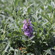 Motýlí keř, Komule Davidova 'Summer Bird Sky Blue' - Buddleja davidii 'Summer Bird Sky Blue'