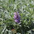 Buddleja davidii 'Summer Bird Sky Blue'_01.JPG