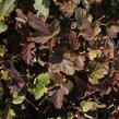 Tavola kalinolistá 'Magic Sunrise' - Physocarpus opulifolius 'Magic Sunrise'