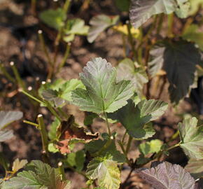 Tavola kalinolistá 'Magic Sunrise' - Physocarpus opulifolius 'Magic Sunrise'