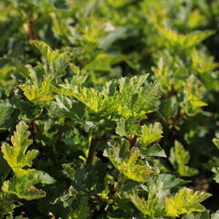 Tavola kalinolistá 'Little Leena' - Physocarpus opulifolius 'Little Leena'