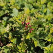 Tavola kalinolistá 'Little Leena' - Physocarpus opulifolius 'Little Leena'