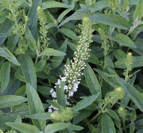 Motýlí keř, Komule Davidova 'Summer Bird White' - Buddleja davidii 'Summer Bird White'