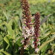 Chocholatice tečkovaná - Eucomis comosa