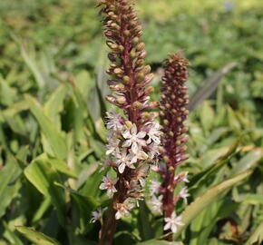 Chocholatice tečkovaná - Eucomis comosa