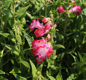 Dračík 'Pep Talk Hot Pink' - Penstemon hartwegii 'Pep Talk Hot Pink'